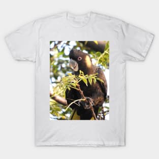 Yellow-tailed Black Cockatoo T-Shirt